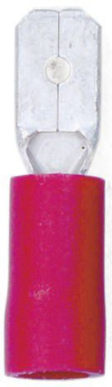 Kabelski čeveljček